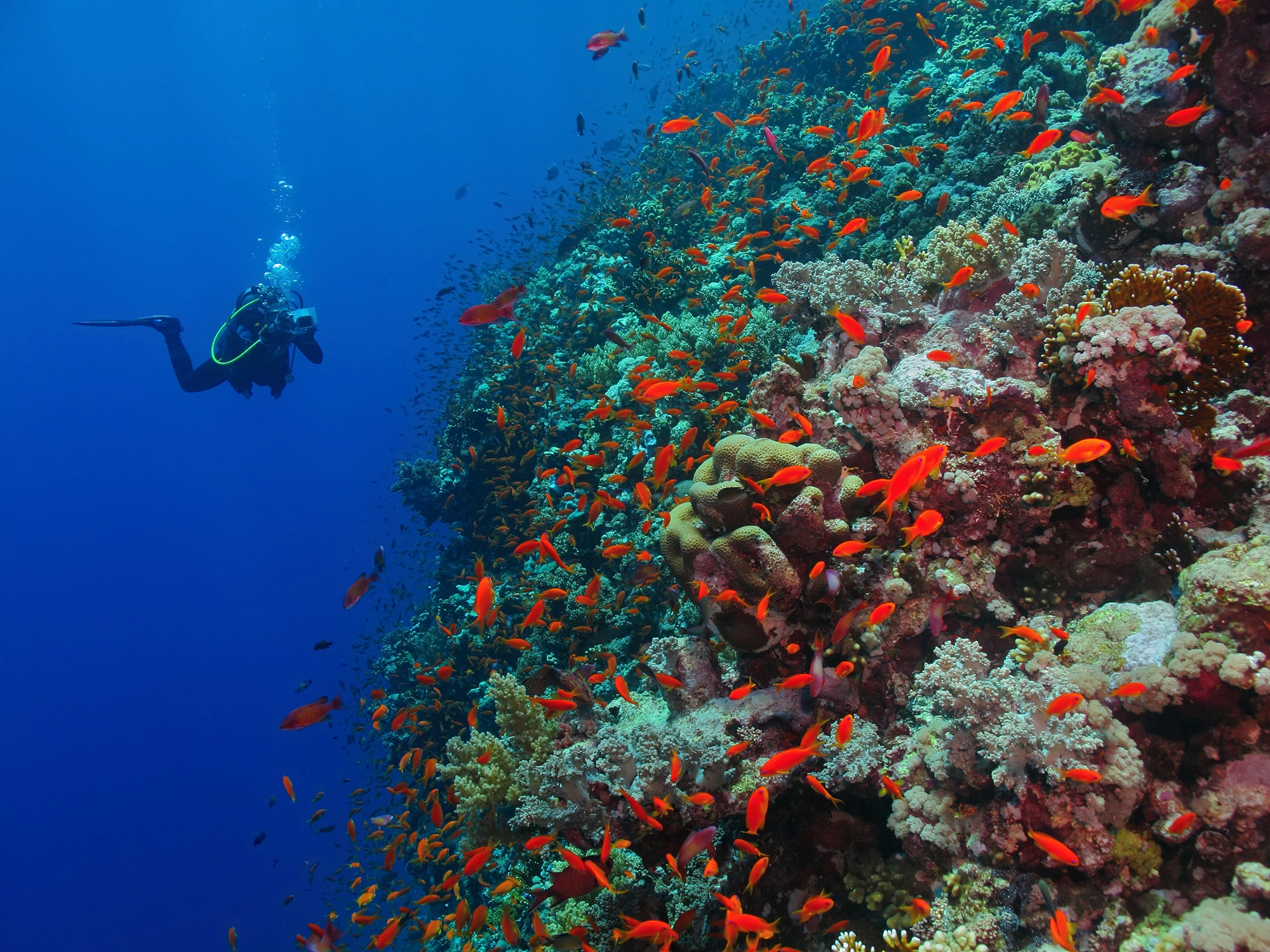 Top Dive sites in Egypt