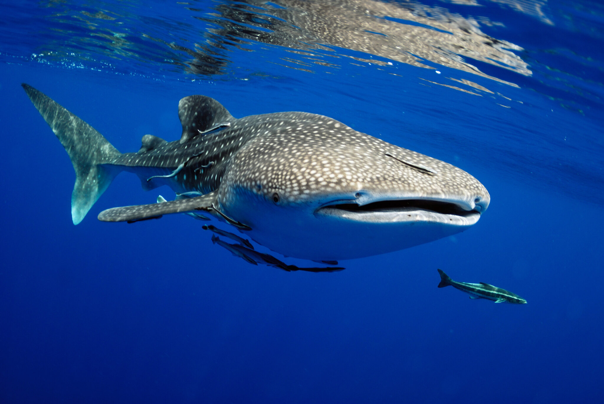 A whale shark cruising below the surface, and a popular visitor to Djibouti between the months of November and February