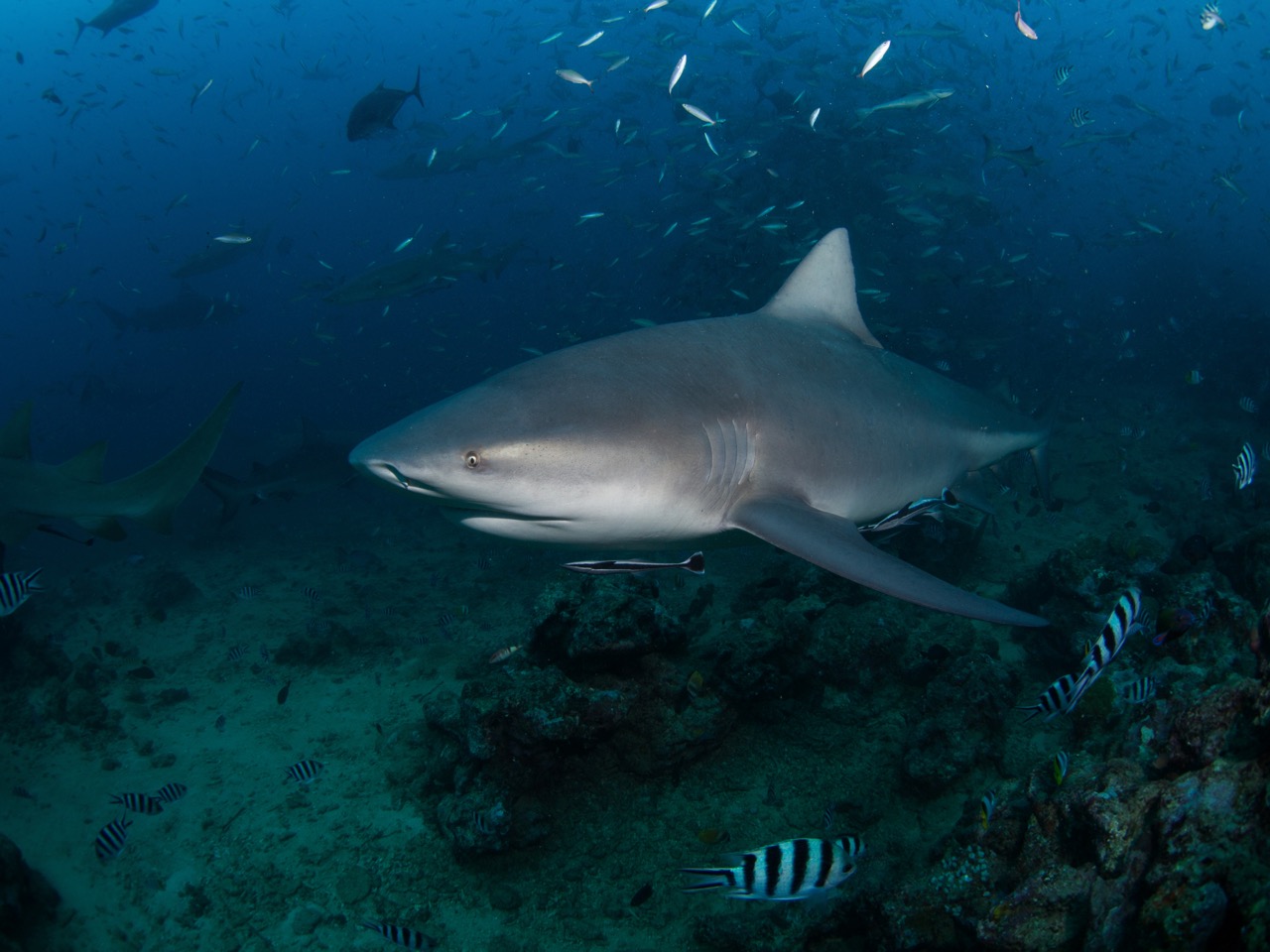best places to dive with sharks fiji