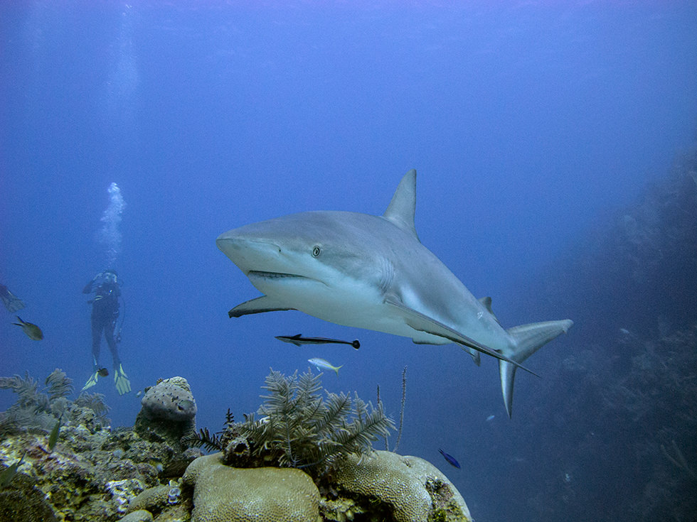 Shark diving with Caribbean Reef Sharks