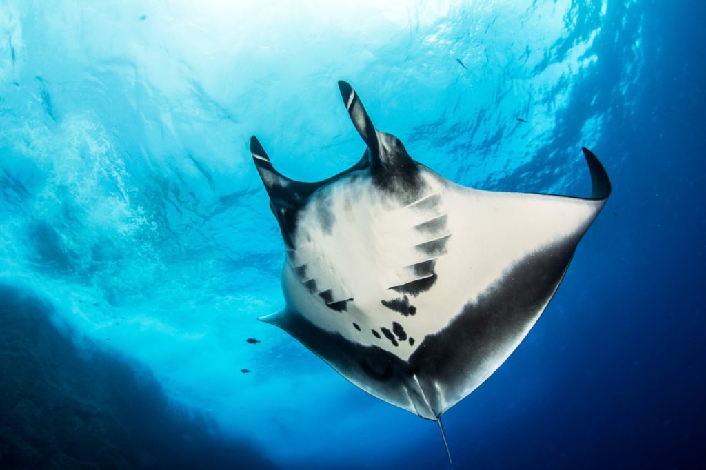 Manta de tiburón / Manta debajo del mar / Manta de nombre de