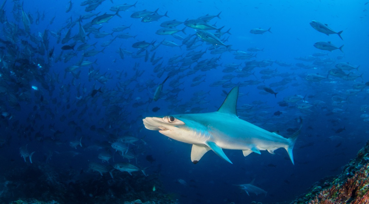 best shark diving destinations malpelo