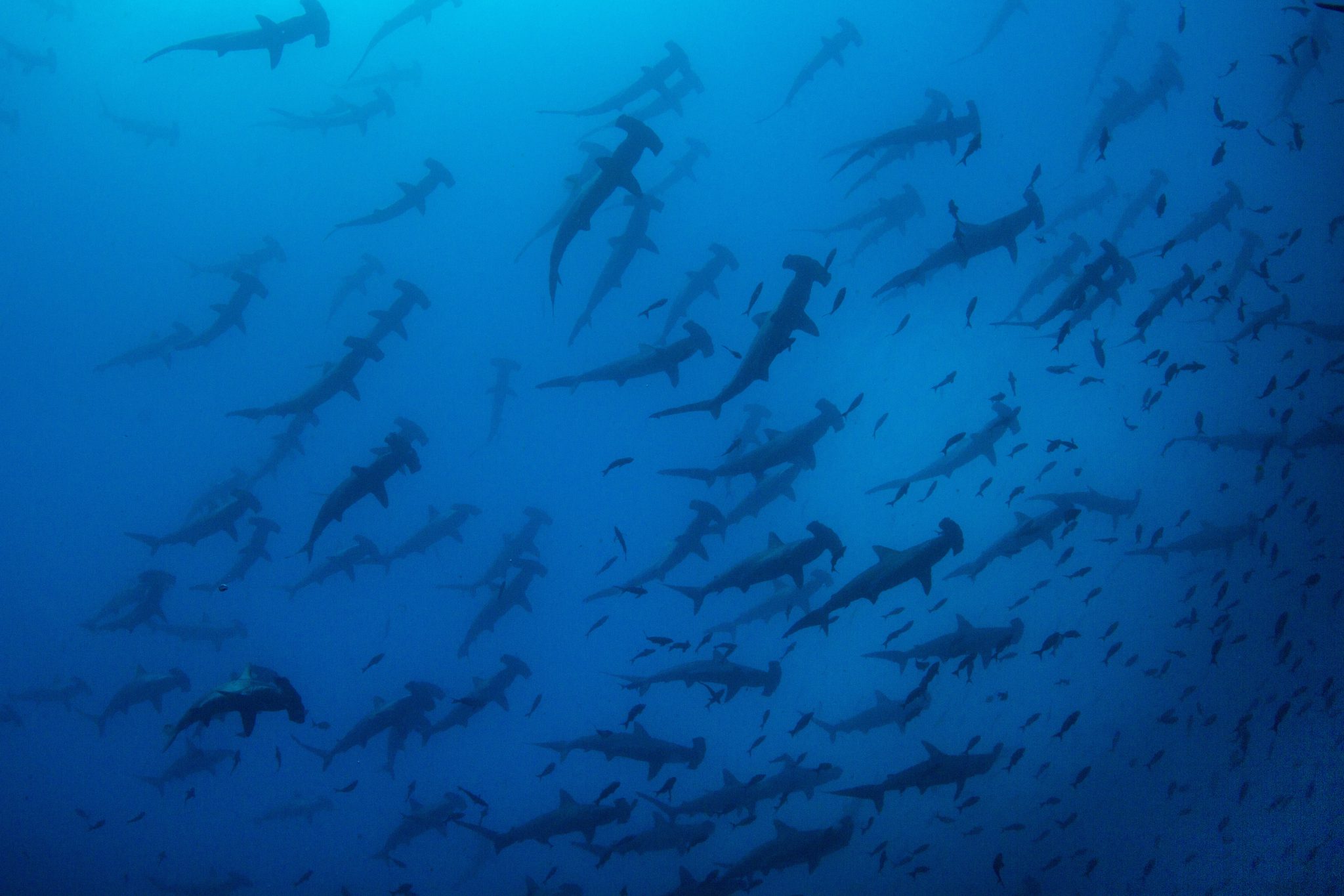 mejores destinos de buceo con tiburones cocos