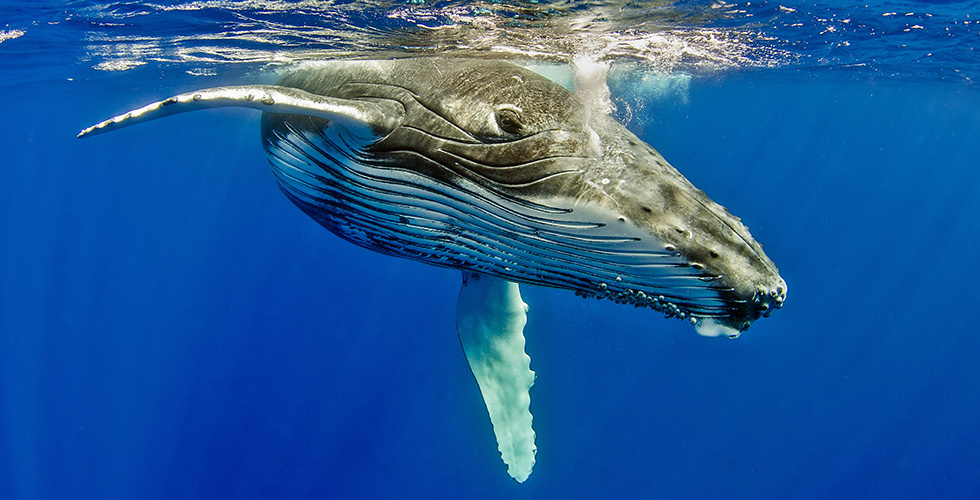 Close up of a humpback whale looking into the camera