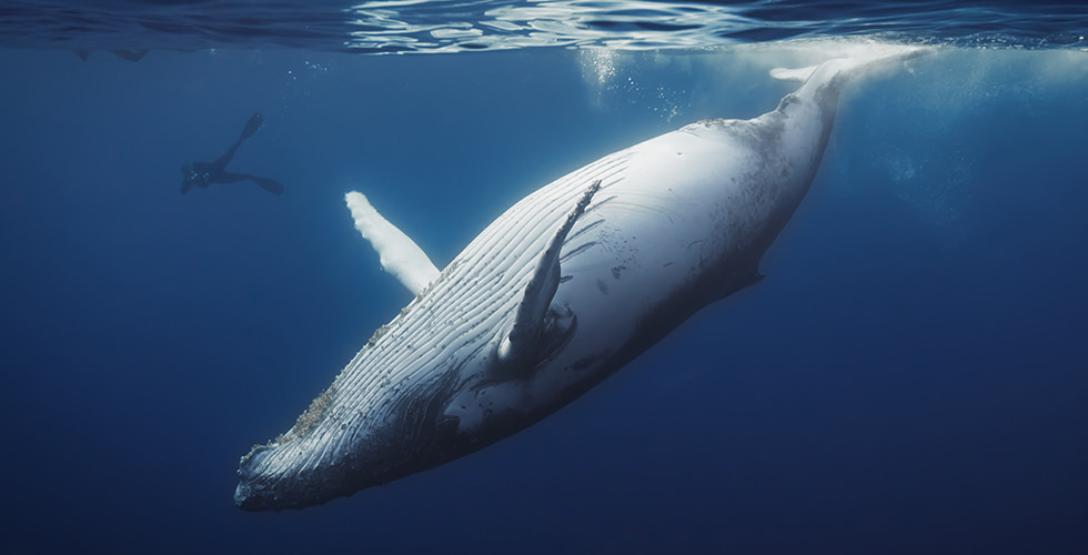best places to swim with humpback whales diving