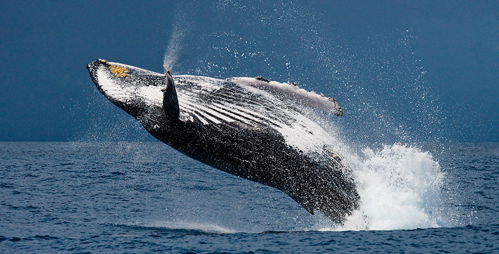 best places to swim with humpback whales faq