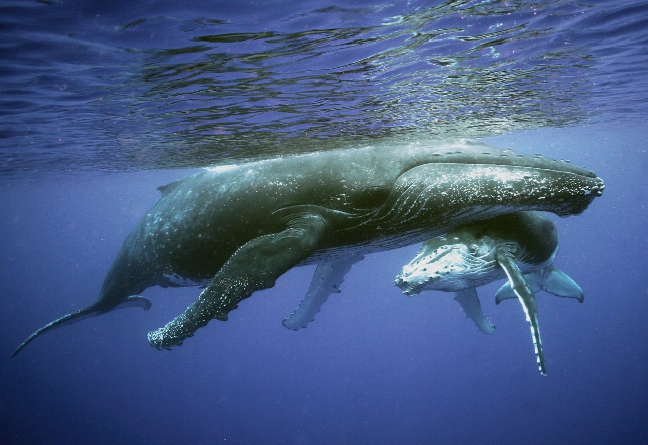 best places to swim with humpback whales credits