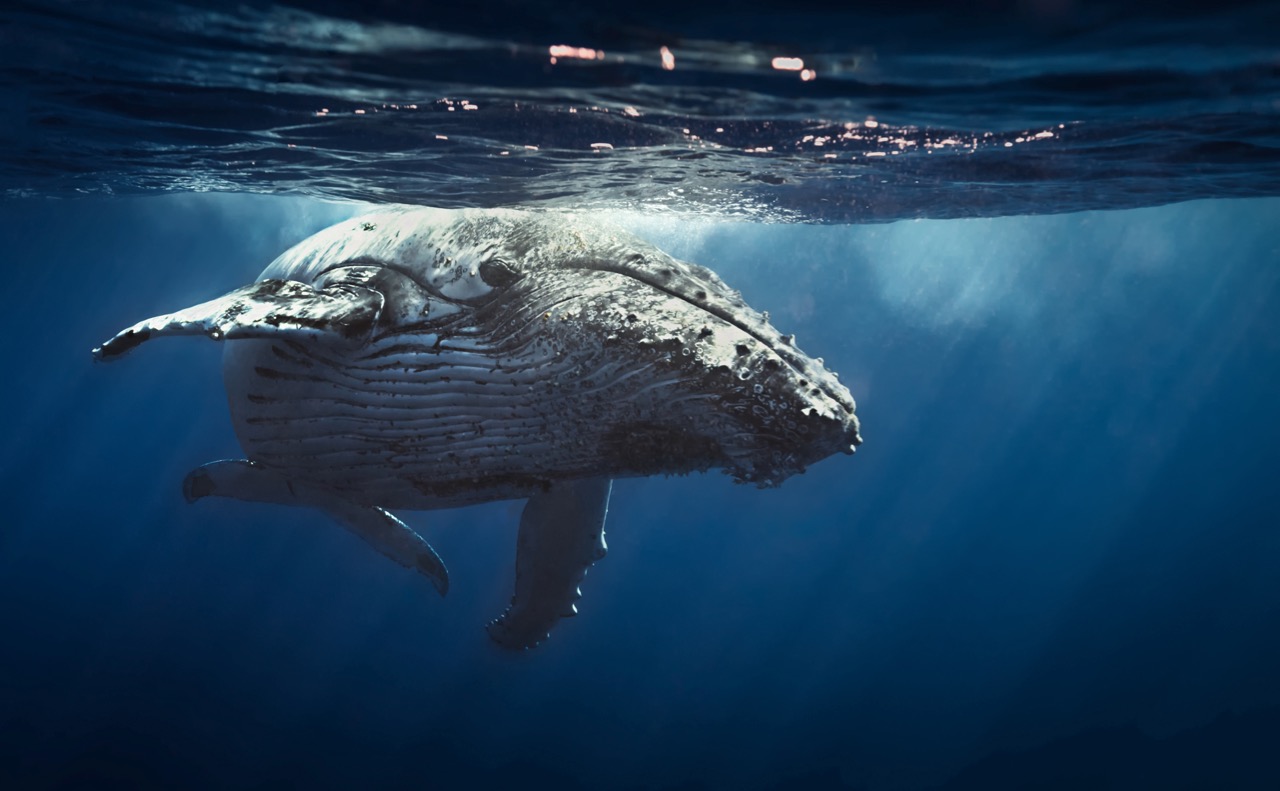 Humpback Whales Diving