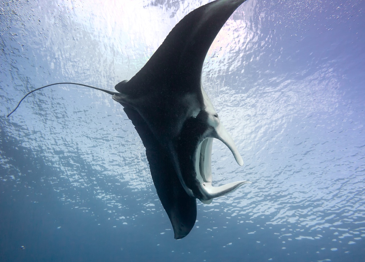 A manta showing off its acrobatics during a scuba dive at Lady Elliot Island in Australia's Great Barrier Reef
