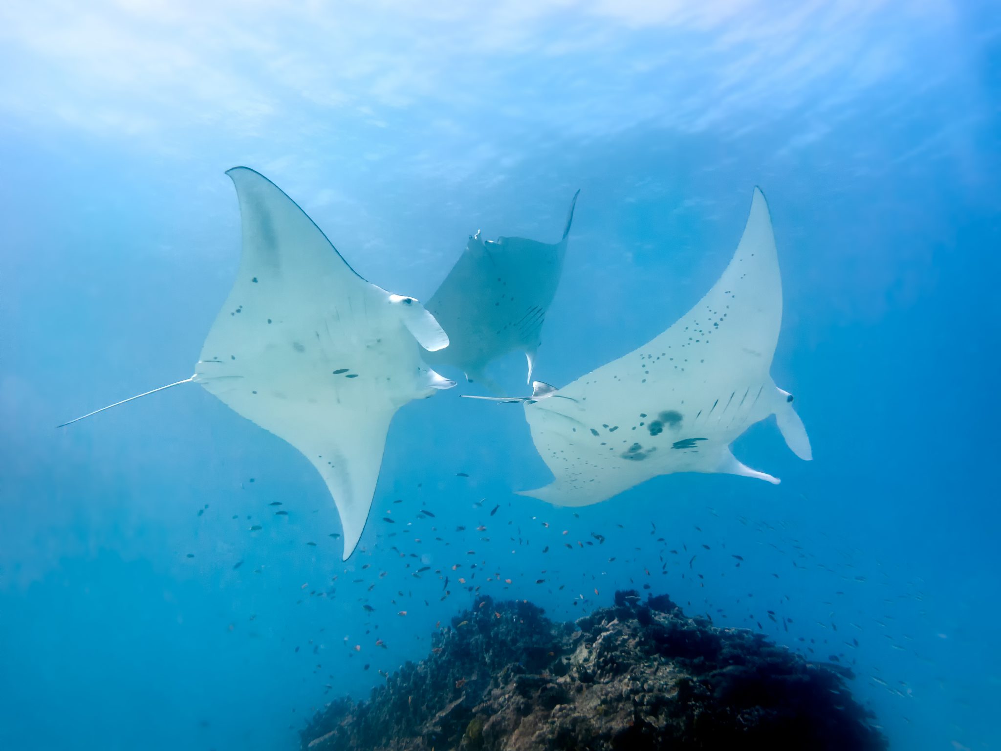Three rays visiting a cleaning station at Lady Elliot Island in the Great Barrier Reef, Australia