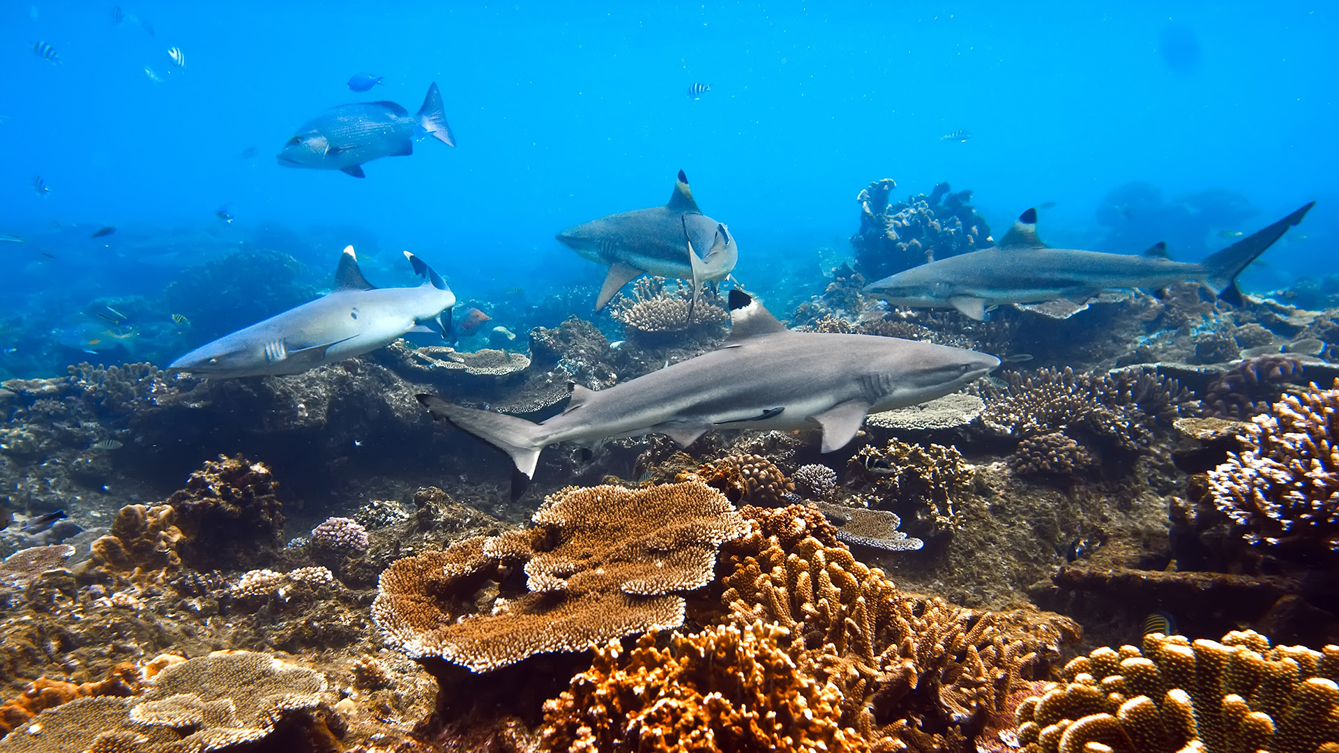 best places to dive with sharks french polynesia