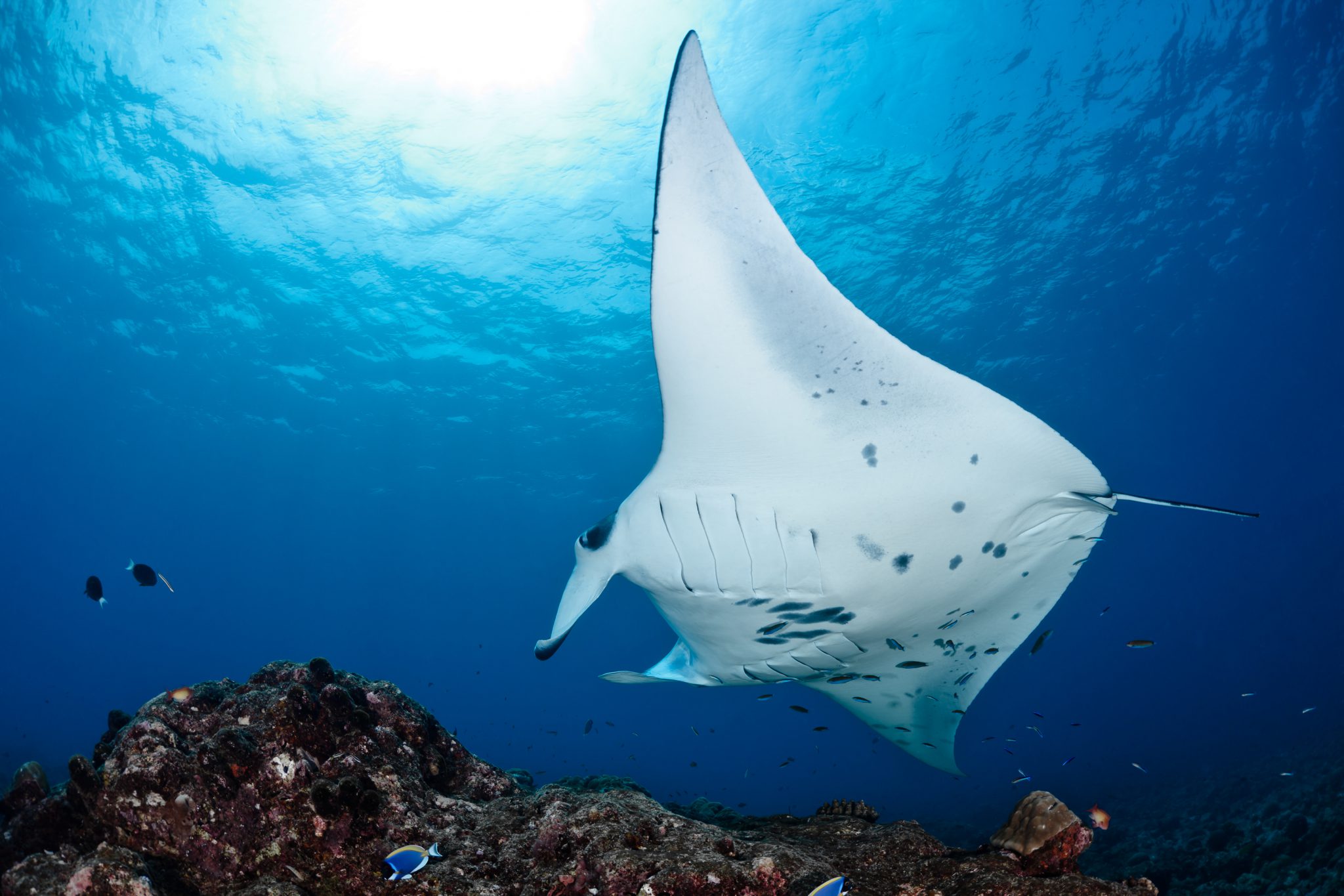 A diver's favorite sight, cruising over a coral reef in the Maldives and photographed from below 