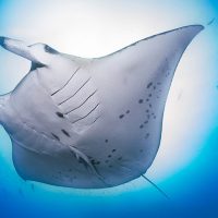best places to dive with manta rays