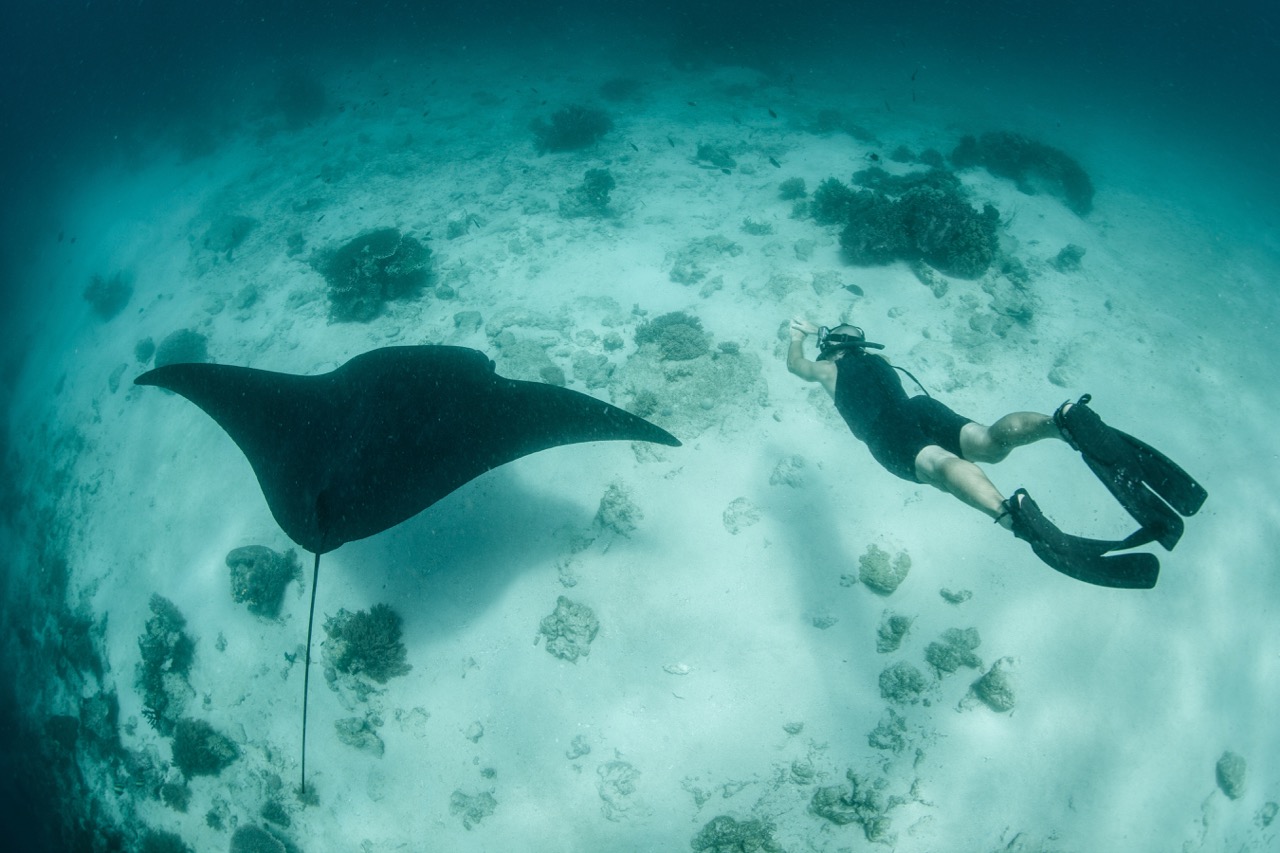 A freediver swimming alongside one of Raja Ampat's biggest underwater residents