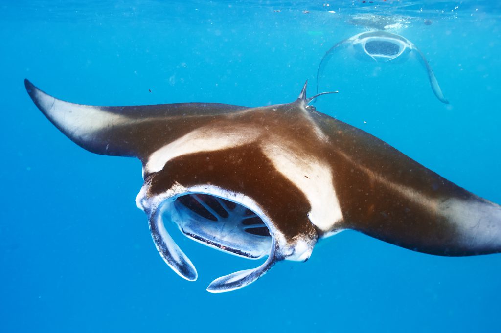 best places to dive with manta rays coral bay