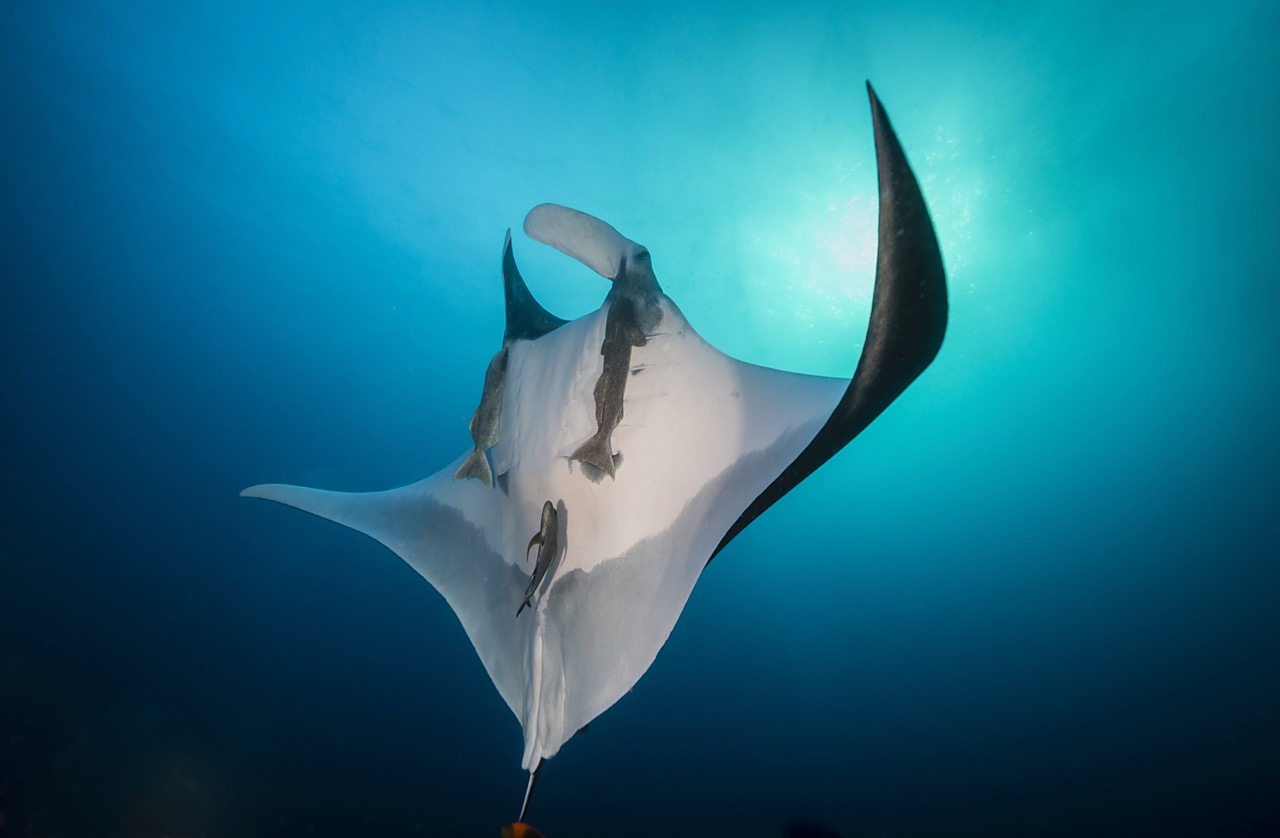 A giant ray swimming up towards the surface during a scuba dive in the blue