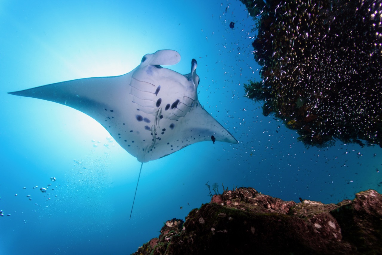 A giant mobula gliding above a reef, which is a star attraction for underwater visitors to Las Catalinas