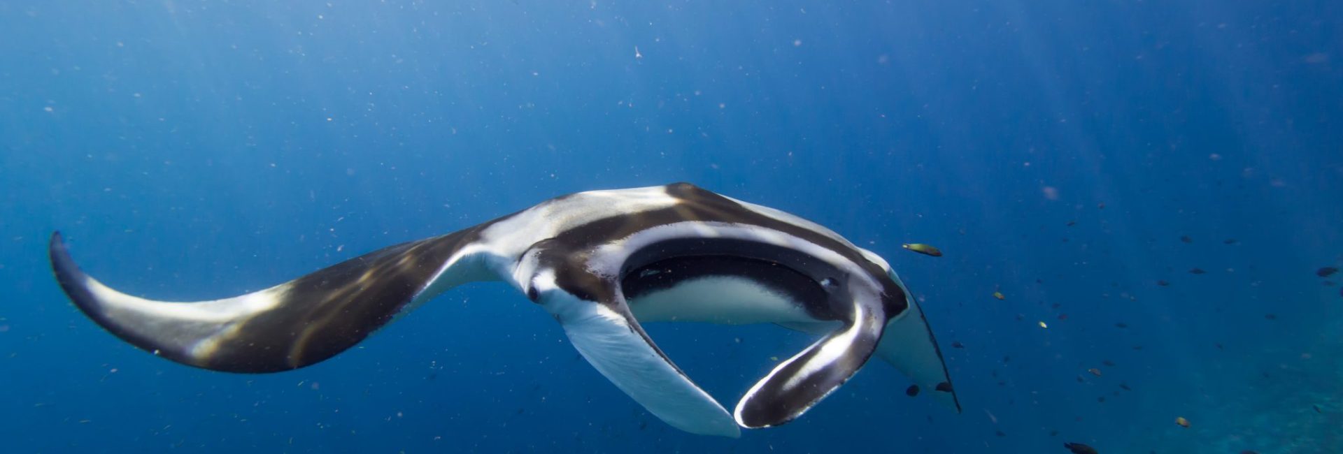 14 Surprising Marine Life Sightings in India