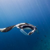best places to dive with manta rays maldives