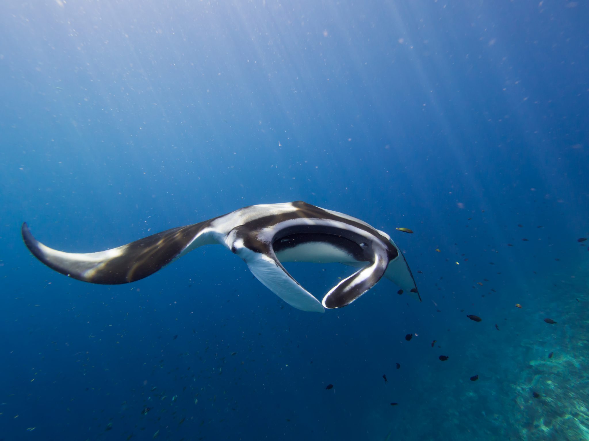 A beautiful manta swimming towards the camera during a scuba dive in the Maldives