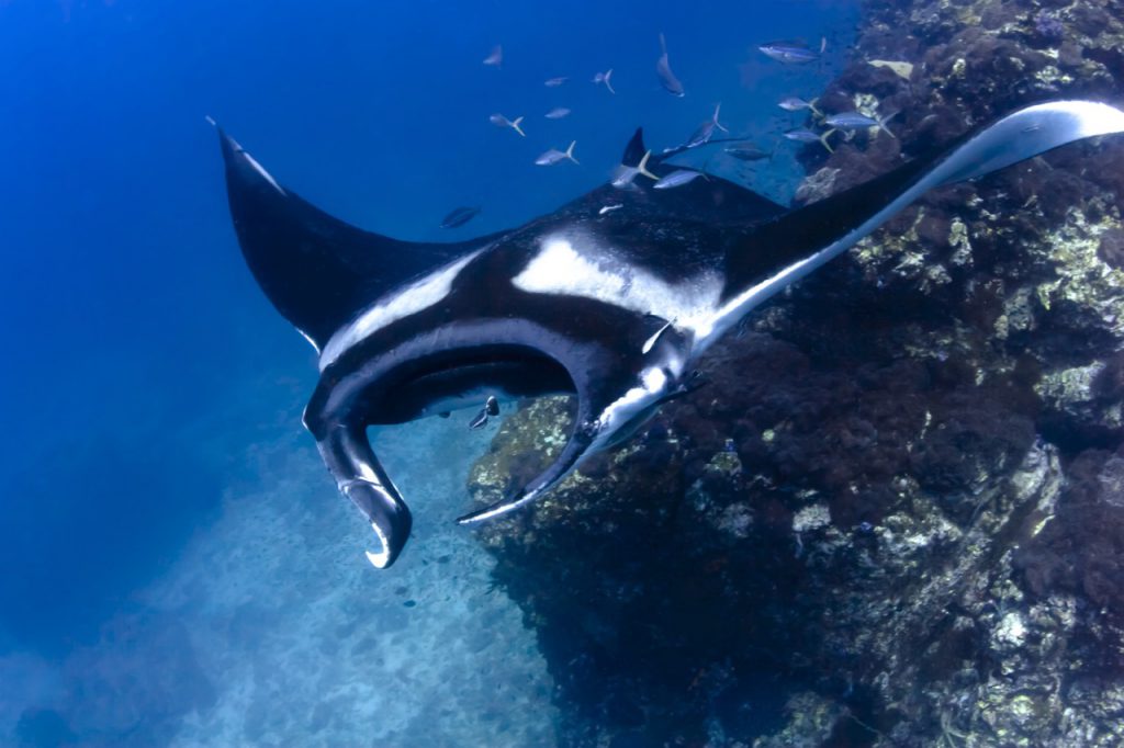 best places to dive with manta rays micronesia