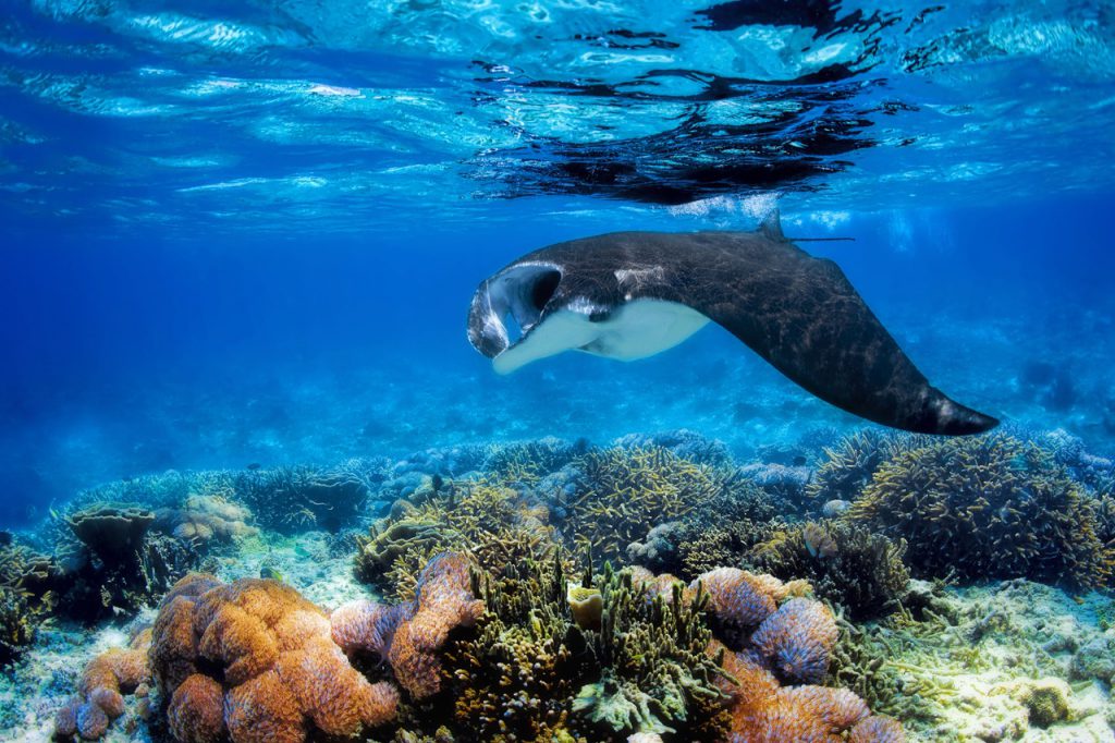 I 10 migliori posti dove immergersi con le mante