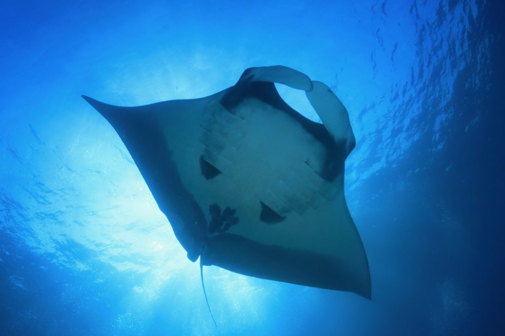 Los 10 mejores lugares para bucear con mantarrayas