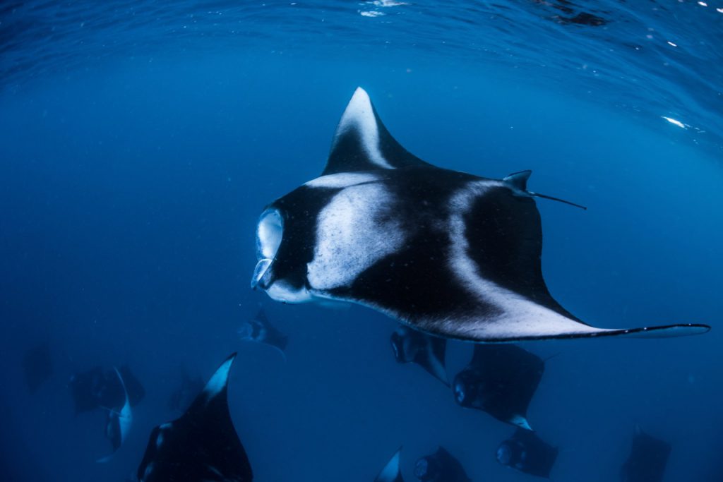 Los 10 mejores lugares para bucear con mantarrayas