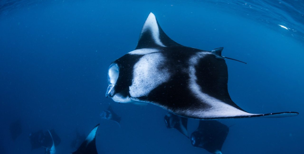 Manta Trust Trip in Komodo, Indonesia