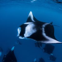 best places to dive with manta rays baa atoll
