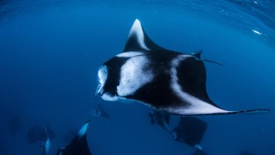 best places to dive with manta rays baa atoll