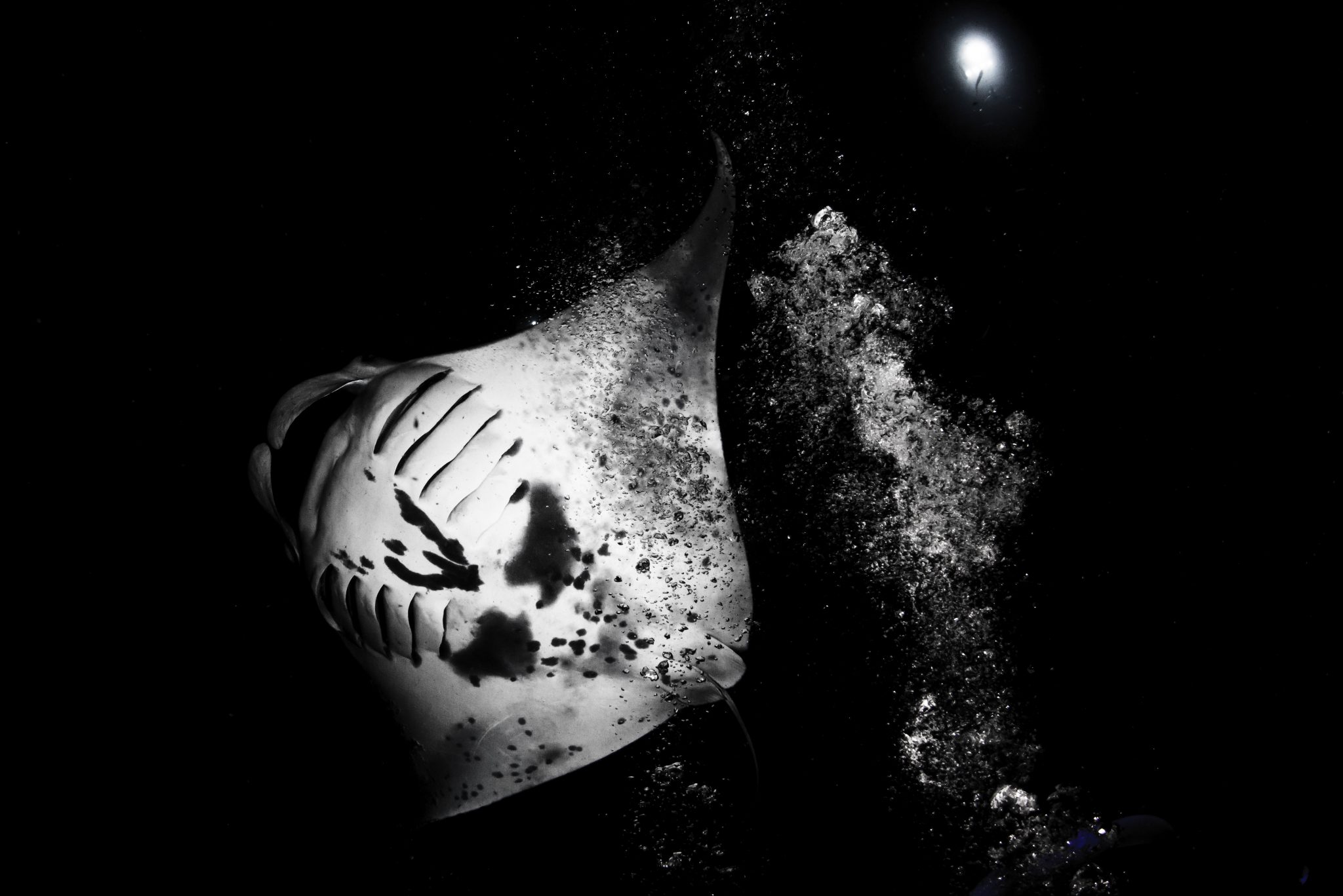 A manta ray playing among a scuba diver's bubbles during a night dive