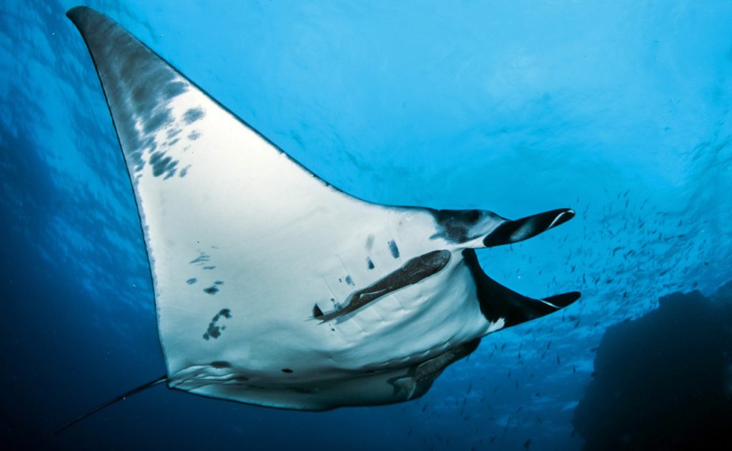 Los 10 mejores lugares para bucear con mantarrayas