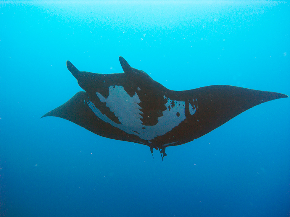 best places to dive with manta rays bali