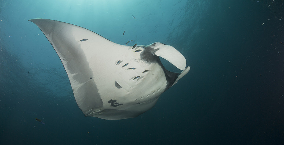 A manta ray swimming through the ocean at Tofo, Mozambique, photographed from below