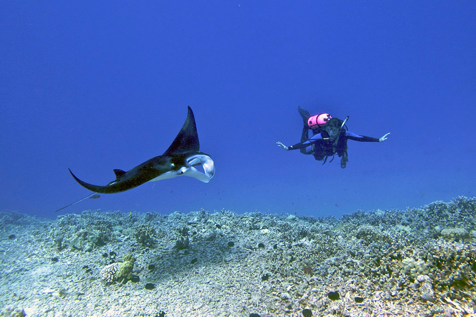 A scuba diver swimming alongside a curious creature during the daytime in Kona, Hawaii