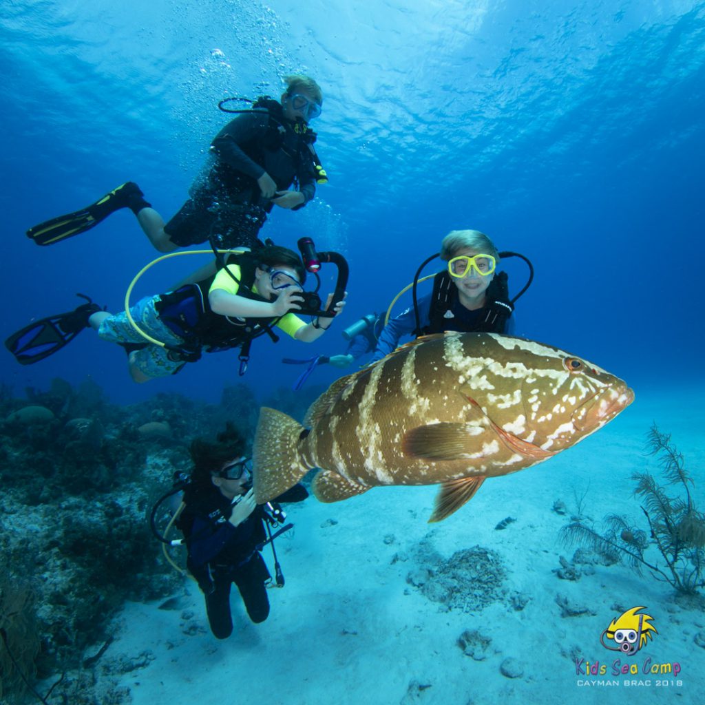 a family of scuba divers look at a grouper