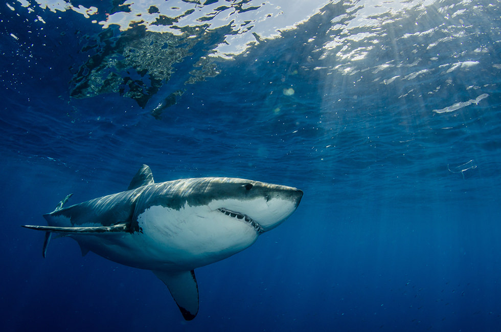 A great white, like all kinds of sharks, is a fish and breathes through gills, answering the question 'are sharks mammals?'