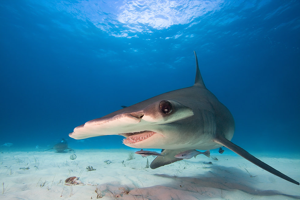 A closer view of a hammerhead shark in the Caribbean, which is one of the most popular scuba destinations for shark sightings