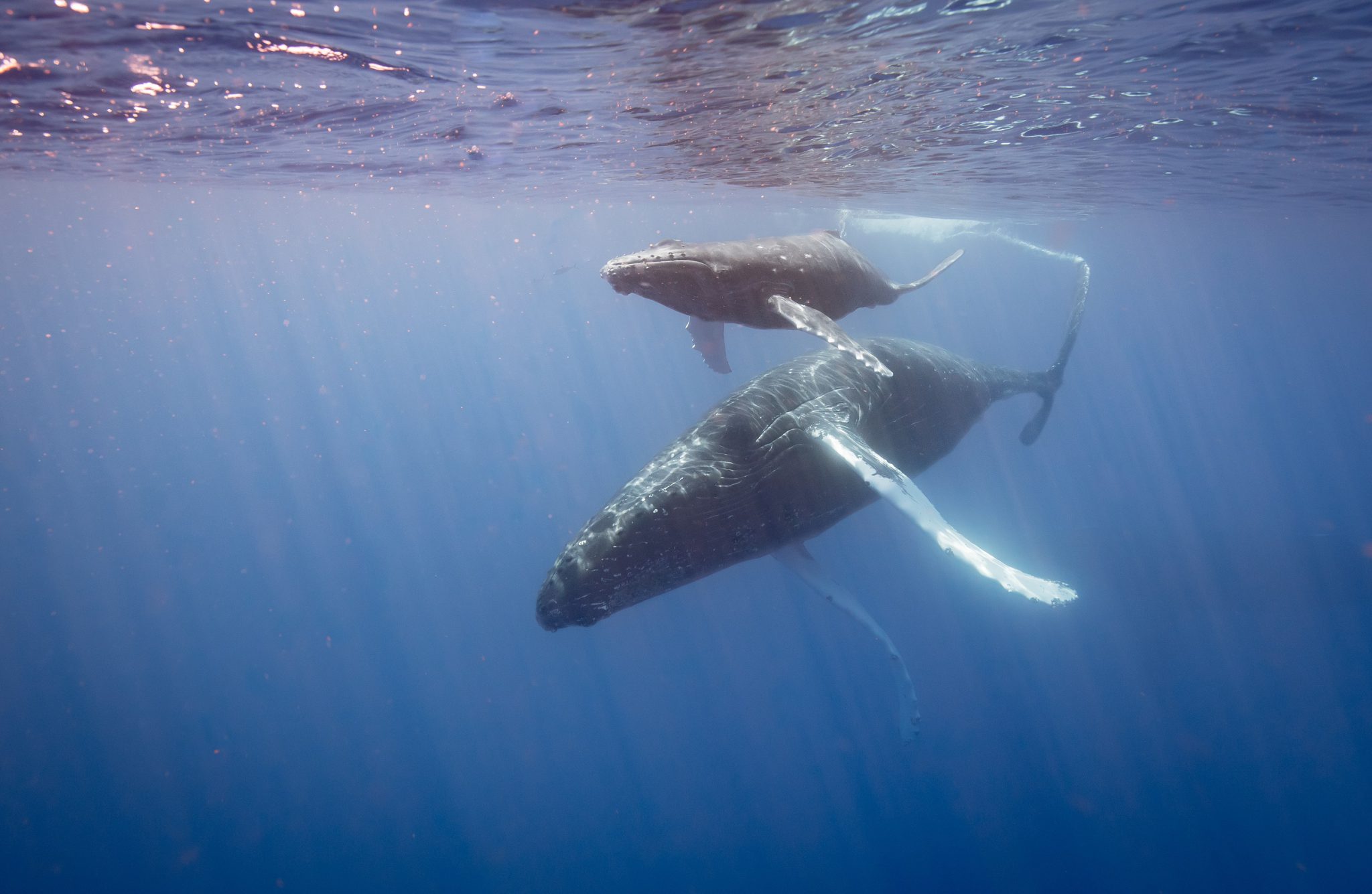 Humpbacks_Shutterstock