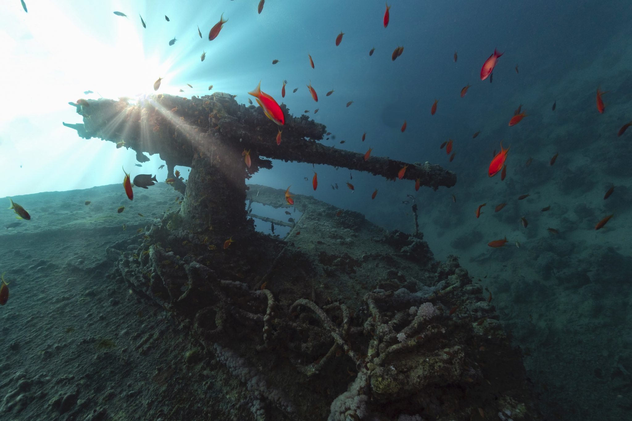 antiaircraft gun of ss thistlegorm in backlight - best wrecks