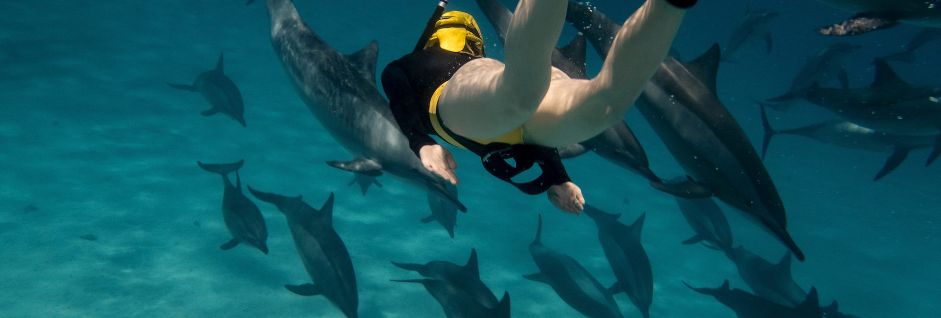Dolphin Echolocation – Can Humans Learn This Superpower?