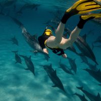 dolphin echolocation