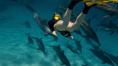 dolphin echolocation