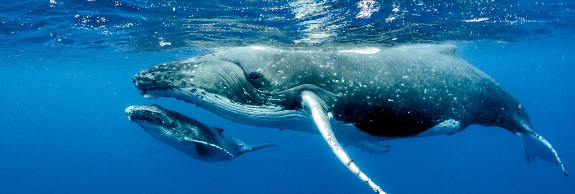Celebrate Mother’s Day with Marine Mammal Moms