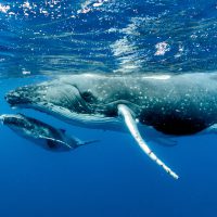 HumpbackWhales_Shutterstock