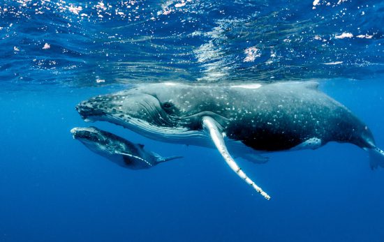 HumpbackWhales_Shutterstock