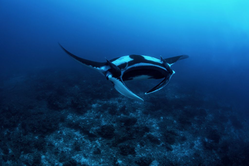best places to dive with manta rays koh bon