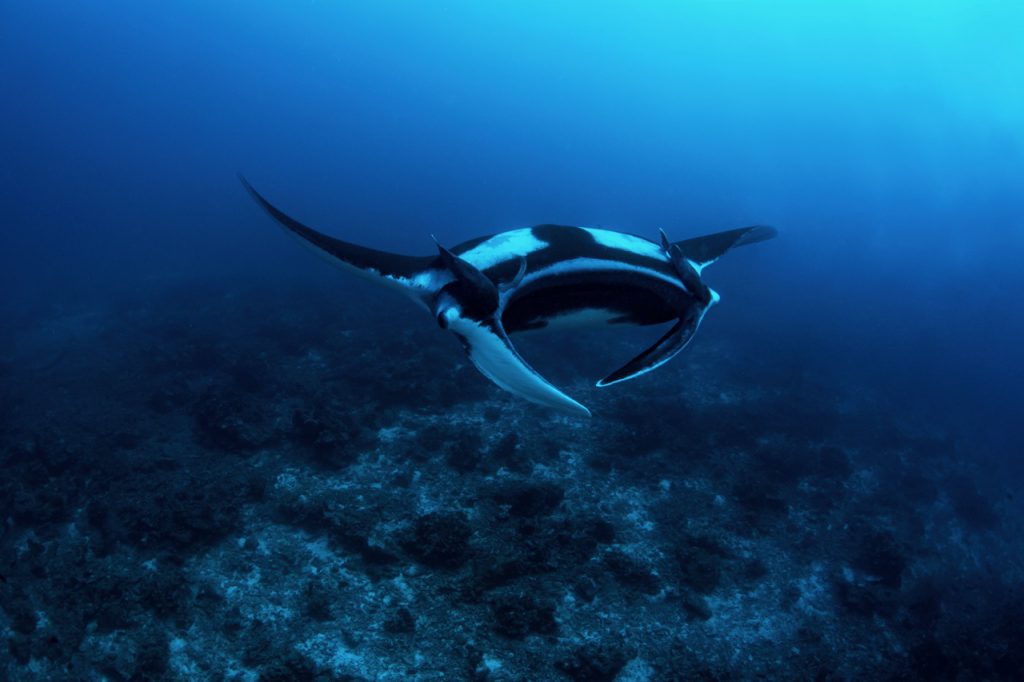 Los 10 mejores lugares para bucear con mantarrayas