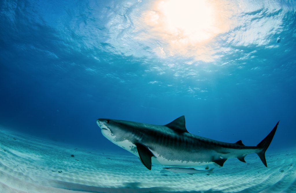 tiger shark dive paul de gelder